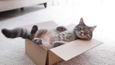 grey cat half sleeping in cardboard box