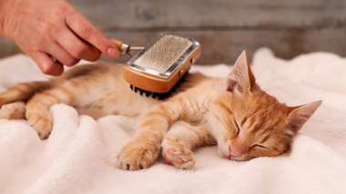 ginger cat being pampered and brushed whilst sleeping