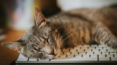 cat sleeping on keyboard
